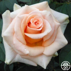 New Release -Heirloom Roses marilyn monroe 4 2