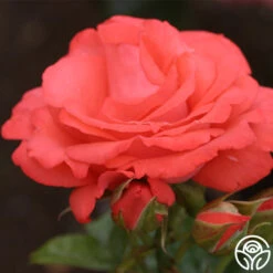Marmalade Skies™ -Heirloom Roses marmalade skies 2 1