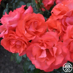 Marmalade Skies™ -Heirloom Roses marmalade skies 3 1