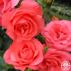 Marmalade Skies™ -Heirloom Roses marmalade skies 6 2