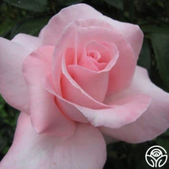 Marylou Whitney -Heirloom Roses mary lou whitney 3