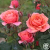 Matchless Mother™ 1 Matchless Mother™ -Heirloom Roses matchless mother 1 1