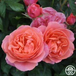 Matchless Mother™ -Heirloom Roses matchless mother 3 1