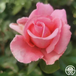 Meant To Be™ -Heirloom Roses meant to be 4