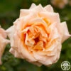 Medallion® -Heirloom Roses medallion 1 4