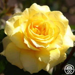 Mellow Yellow -Heirloom Roses mellow yellow 1 7