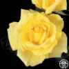 Mellow Yellow 2 Mellow Yellow -Heirloom Roses mellow yellow 3 8