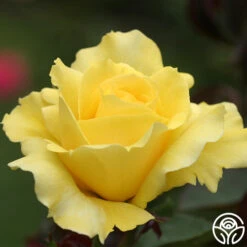Mellow Yellow -Heirloom Roses mellow yellow 5 8