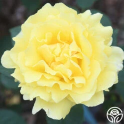 Mellow Yellow -Heirloom Roses mellow yellow 6 1 1