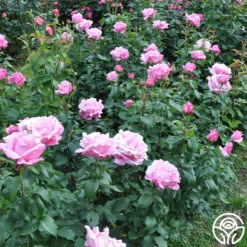 Memorial Day™ 20 Memorial Day™ -Heirloom Roses memorial day 2 9