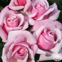 Memorial Day™ 15 Memorial Day™ -Heirloom Roses memorial day 4 2