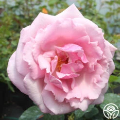 Memorial Day™ 23 Memorial Day™ -Heirloom Roses memorial day 5 1