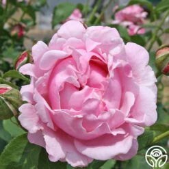 Memorial Day™ 16 Memorial Day™ -Heirloom Roses memorial day 6 1