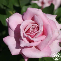 Memorial Day™ 22 Memorial Day™ -Heirloom Roses memorial day 8 1