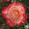 Mercury Rising™ -Heirloom Roses mercury rising 1 1
