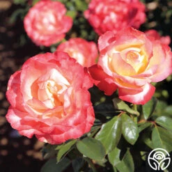 Mercury Rising™ 9 Mercury Rising™ -Heirloom Roses mercury rising 2 1
