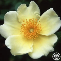 Mermaid -Heirloom Roses mermaid logo 03