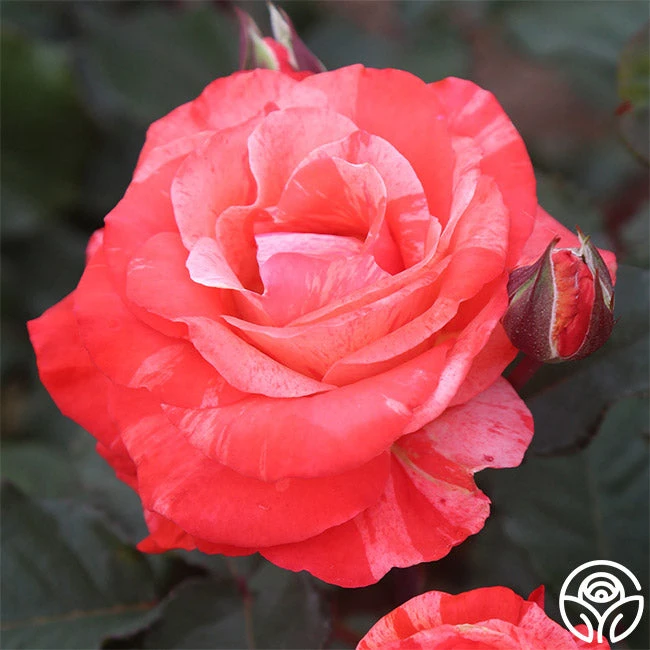 Michelangelo™ 4 Michelangelo™ - Image 2