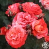 Michelangelo™ 2 Michelangelo™ -Heirloom Roses michelangelo 4