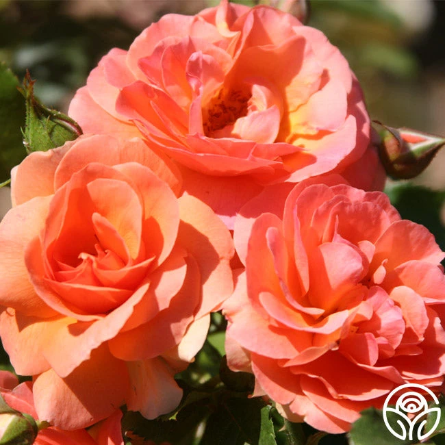 Midsummer Night's Dream™ 4 Midsummer Night's Dream™ - Image 2