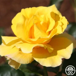 Midas Touch™ 18 Midas Touch™ -Heirloom Roses midas touch 11