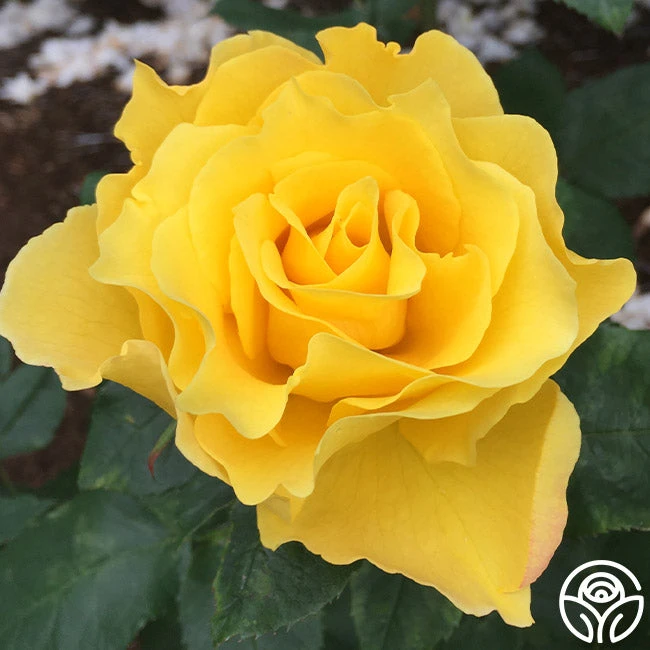 Midas Touch™ 4 Midas Touch™ - Image 2