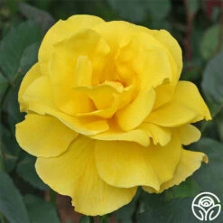 Midas Touch™ 19 Midas Touch™ -Heirloom Roses midas touch 1 1 1