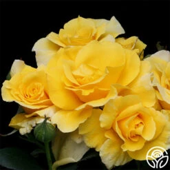 Midas Touch™ 13 Midas Touch™ -Heirloom Roses midas touch 2