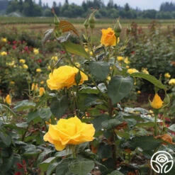 Midas Touch™ 14 Midas Touch™ -Heirloom Roses midas touch 4 1