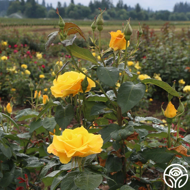 Midas Touch™ 6 Midas Touch™ - Image 4