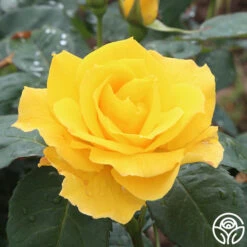 Midas Touch™ 15 Midas Touch™ -Heirloom Roses midas touch 5 2