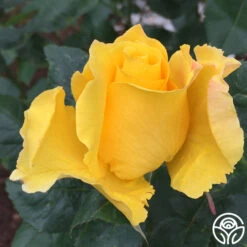 Midas Touch™ 16 Midas Touch™ -Heirloom Roses midas touch 8 2