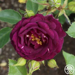 Midnight Blue™ -Heirloom Roses midnight blue 3 8