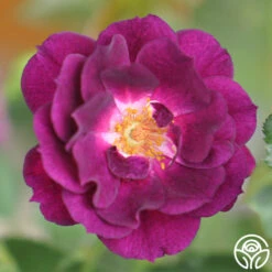 Midnight Blue™ -Heirloom Roses midnight blue 5 8