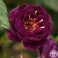 Midnight Blue™ -Heirloom Roses midnight blue 6