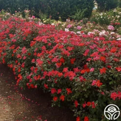 New Release -Heirloom Roses miracle on the hudson 1 4