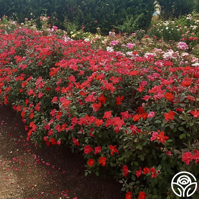 Miracle On The Hudson® 4 Miracle On The Hudson® - Image 2