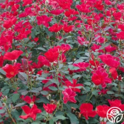 Miracle On The Hudson® 9 Miracle On The Hudson® -Heirloom Roses miracle on the hudson 2 4