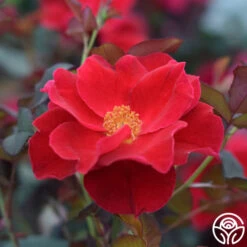 Miracle On The Hudson®