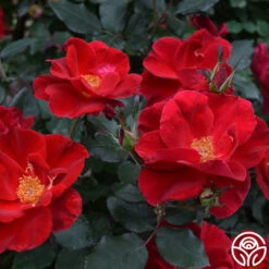 Miracle On The Hudson® 10 Miracle On The Hudson® -Heirloom Roses miracle on the hudson 4 4