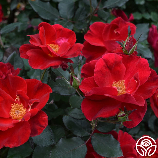 Miracle On The Hudson® 6 Miracle On The Hudson® - Image 4