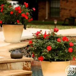 Miracle On The Hudson® 11 Miracle On The Hudson® -Heirloom Roses miracle on the hudson 5 1