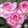 Miss Congeniality™ 1 Miss Congeniality™ -Heirloom Roses miss congeniality 0