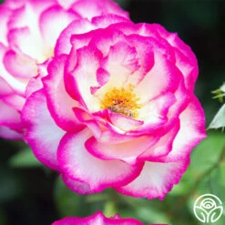 Miss Congeniality™ -Heirloom Roses miss congeniality 11