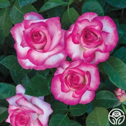 Miss Congeniality™ -Heirloom Roses miss congeniality 1 1 1