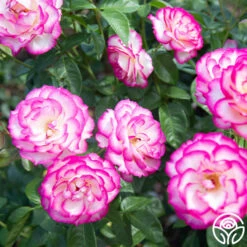 New Release -Heirloom Roses miss congeniality 2 8