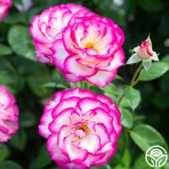 Miss Congeniality™ -Heirloom Roses miss congeniality 3 1 1