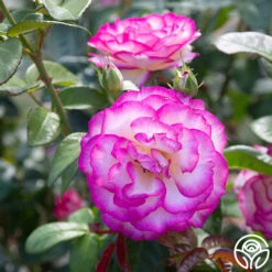 Miss Congeniality™ -Heirloom Roses miss congeniality 4