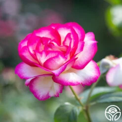 Miss Congeniality™ -Heirloom Roses miss congeniality 5