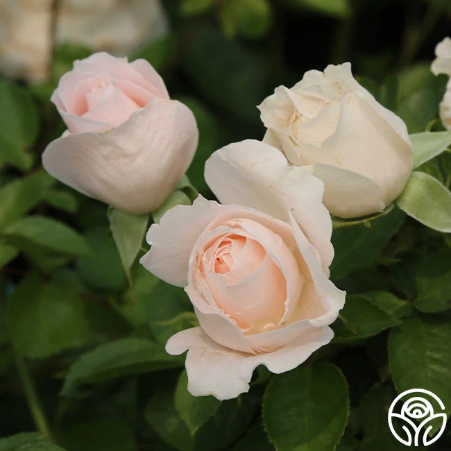 Miss Dior™ 6 Miss Dior™ - Image 4